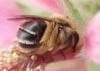 Eucera sp.